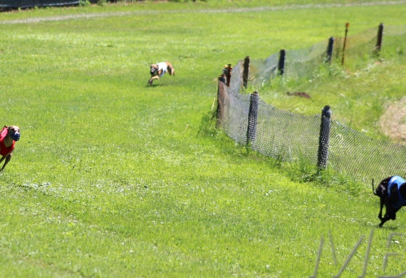 Lednický zajíc 26.6.2022