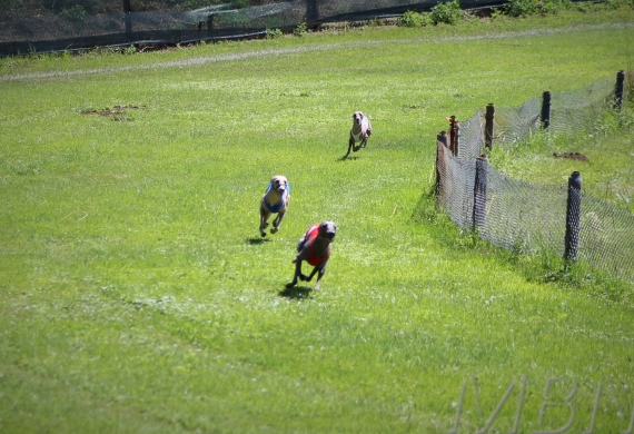 Lednický zajíc 26.6.2022