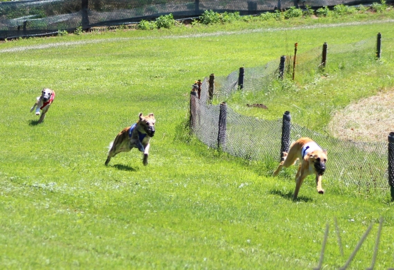 Lednický zajíc 26.6.2022