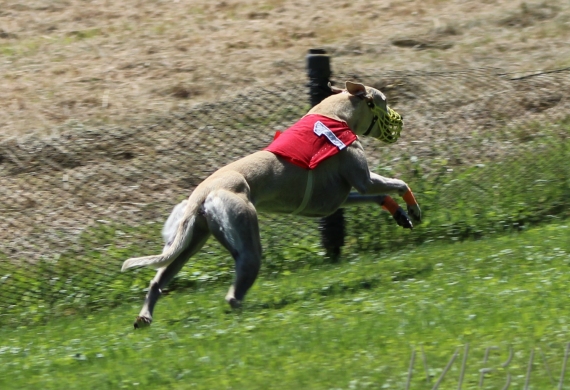 Lednický zajíc 26.6.2022